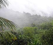 Mist covers NSF's Luquillo tropical forest CZO and LTER sites.